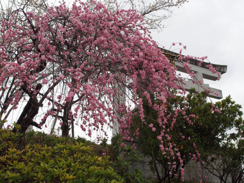 天気が悪くて写りイマイチ