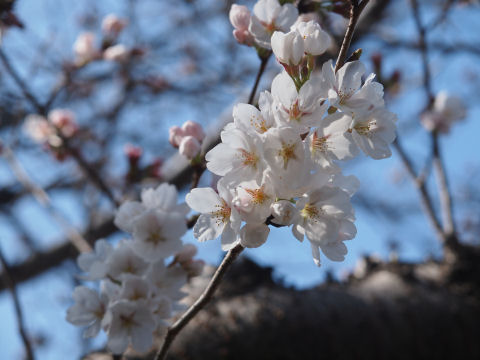 墨染めの桜っぽい