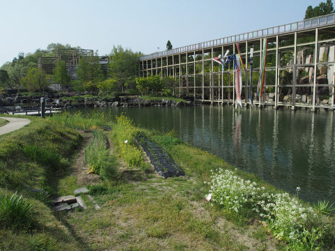 大きな真鯉はおとうさん