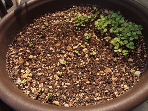 何株育てられるか