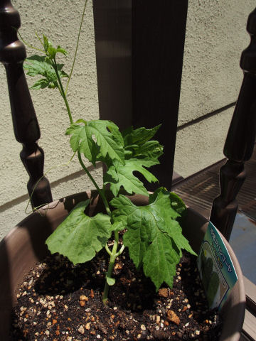 なんとなくごゴーヤ食べたかったし