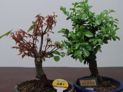 並べると出猩々がちょっと貧弱に見える