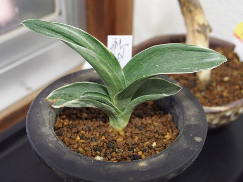 最初はついてきた朝明砂に植えたが手が滑って鉢をひっくり返して朝明砂をぶちまけた 愕然とした