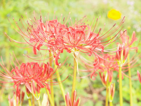 ハイライト気味