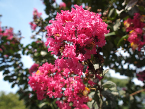 種を採取してきた