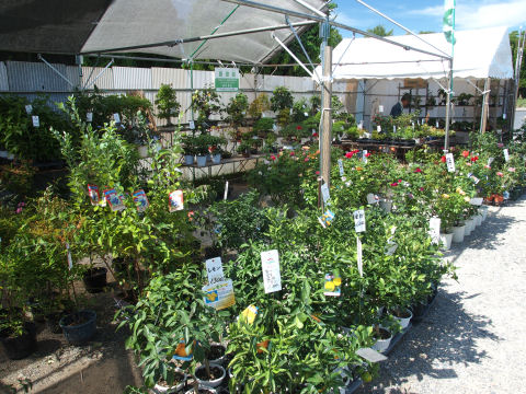 柚子の鉢植に惹かれたがこの後泳ぎに行く予定だったので断念