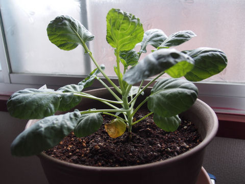 今のところ順調