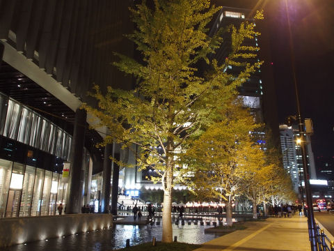 銀杏がきれいな黄色