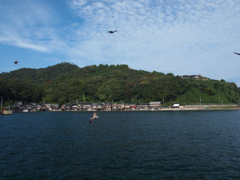 並走する鳥たち