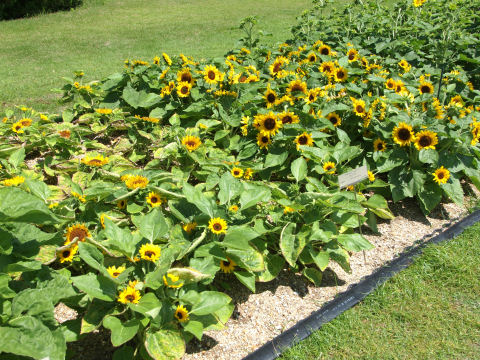 背の低い向日葵