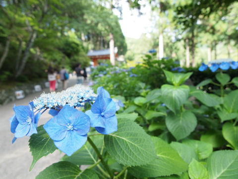 入山料払ってすぐ