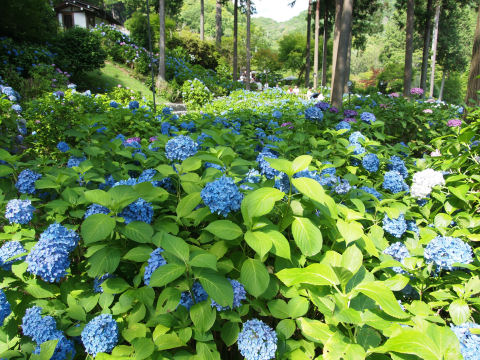 ちょっと白っぽい