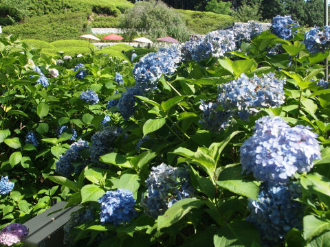 傘を入れたかった