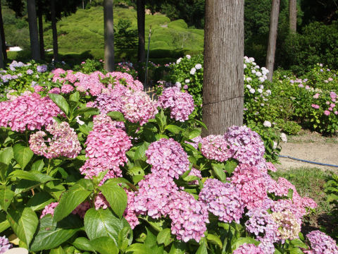 散り際はそんなに美しくない