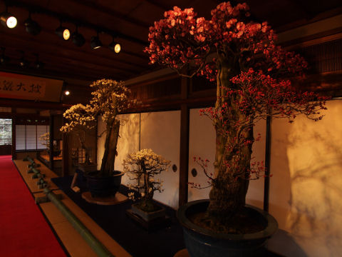 盆栽の範疇を超えた大きさ