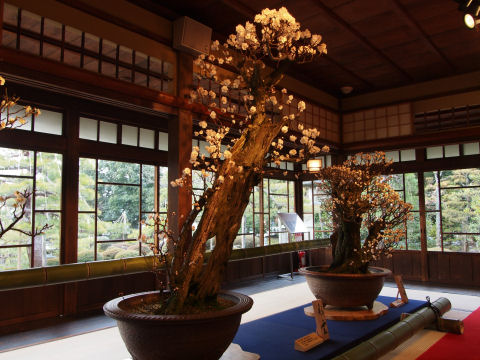 花より幹に目が行く