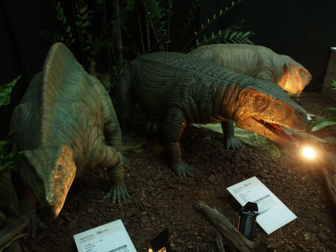 シャンシスクス