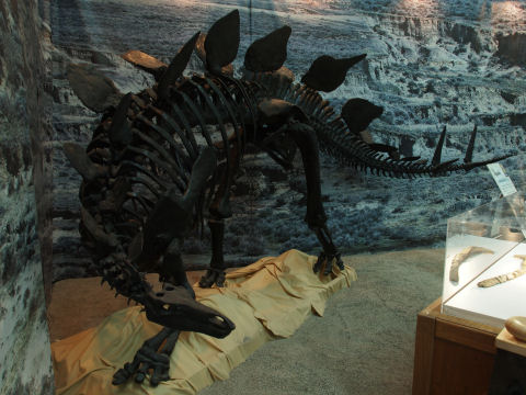 ステゴサウルス