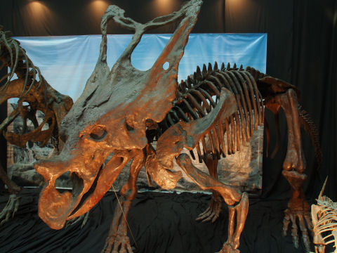 カスモサウルス