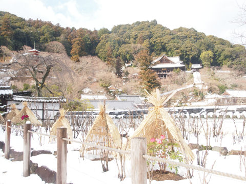 冬牡丹がいくつかある図