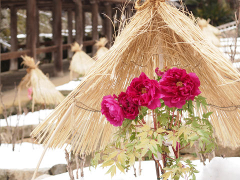 アップと背景ボケ