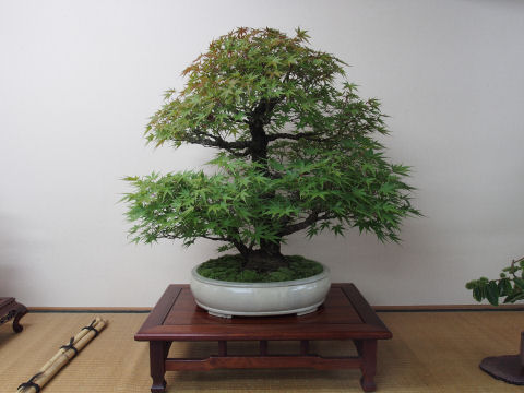 でも松柏より安い