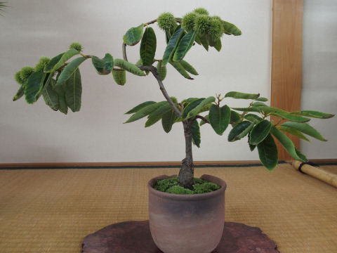 盆栽というより植木？