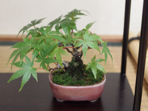 もみじっていいなあ