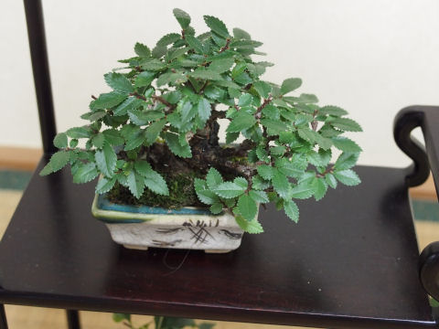 うちにもあるにれけやき