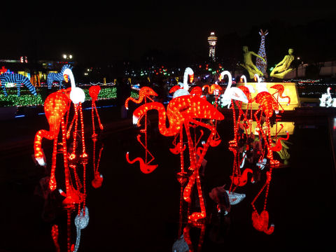 水面に反射するフラミンゴ