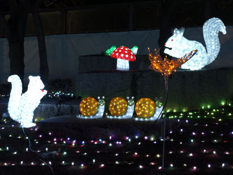 こちらをガン見するカタツムリ