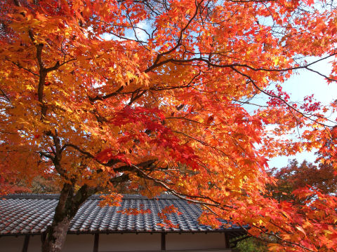 この前も赤かった