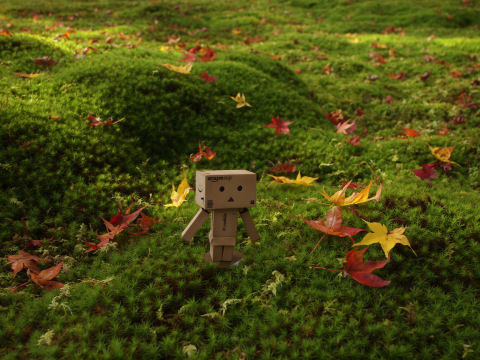 ダンボー降り立つ