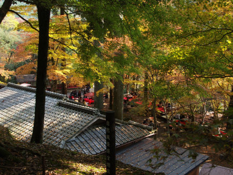 まあここはそんなに紅葉進んでないけど