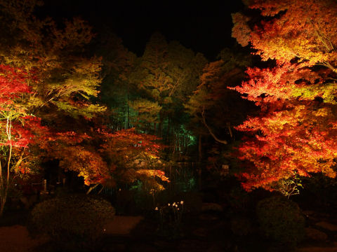 暗くてよくわからないけど下は池