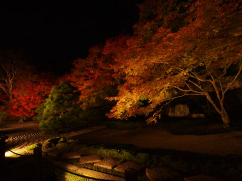 全体撮るのは難しい