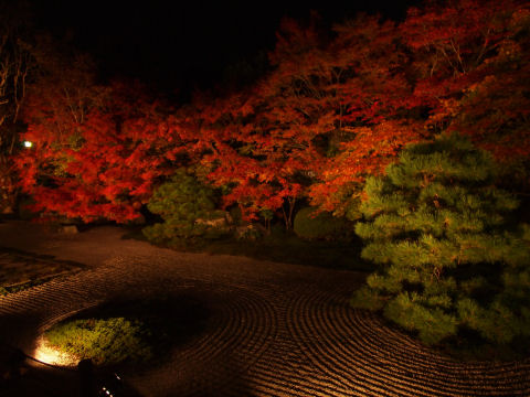 あー葉っぱがブレてる