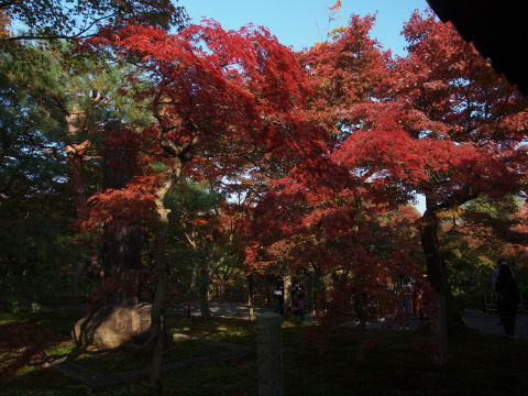 夏はもちろん緑