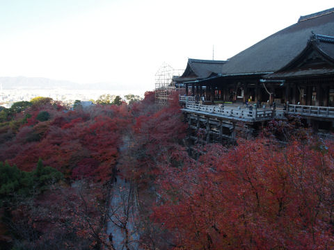 桜と紅葉が混じってるからこうなる
