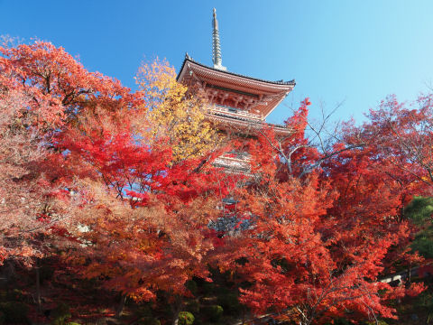 五重塔をのぞかせて