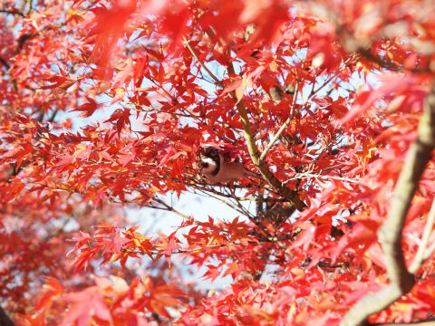 種でも食べているのだろうか