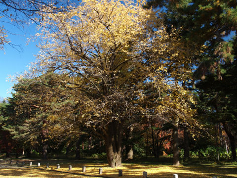 黄色いじゅうたん