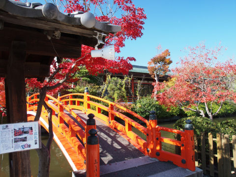 水鳥がノンビリしてる