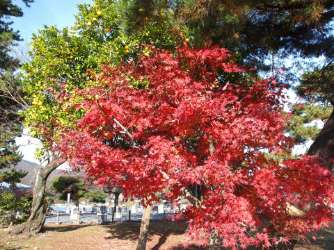 この頃は明るかった