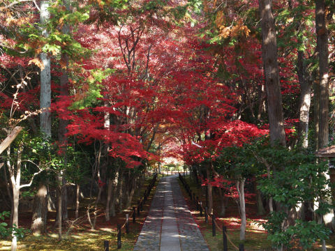 「三脚禁止」の張り紙があったが，一脚も禁止された