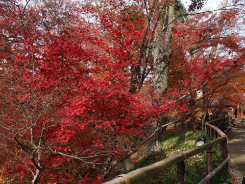 ここはだいぶ散っているか