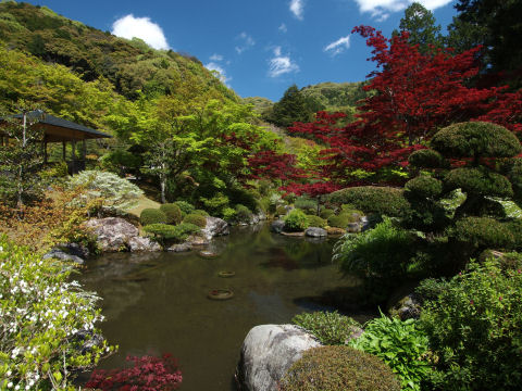 紅葉があるのはなぜ？