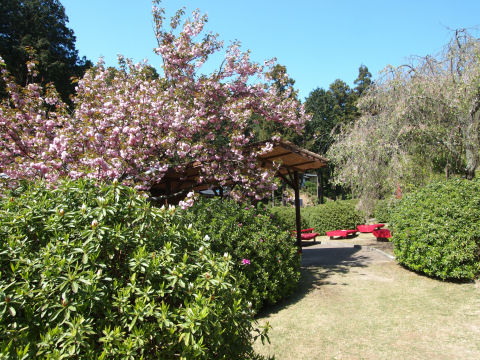 シャクナゲはあきらめかけていた