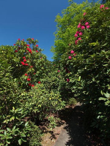 ここはまだ舗装されている