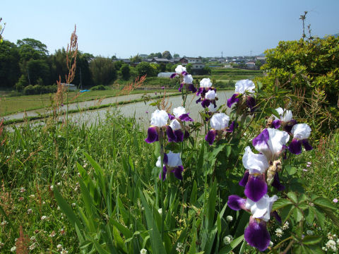 カキツバタかね